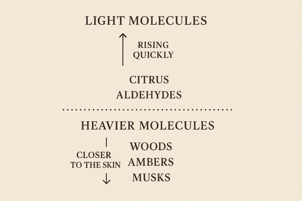 Infographic showing how light perfume molecules evaporate quickly and heavy ones linger longer